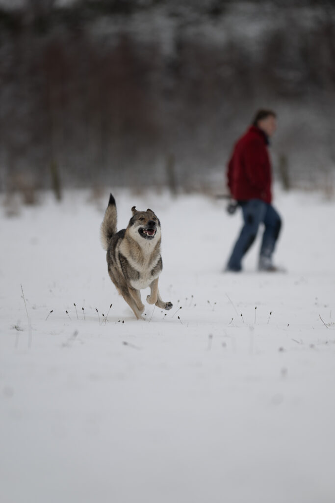 Hund im Schnee