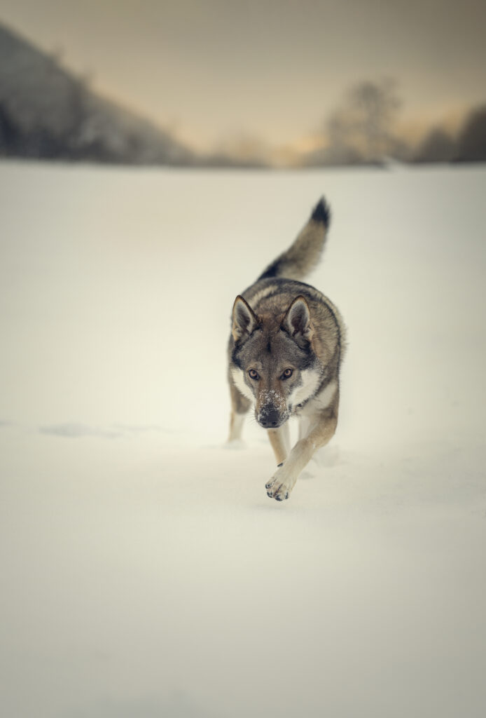 Hund im Schnee