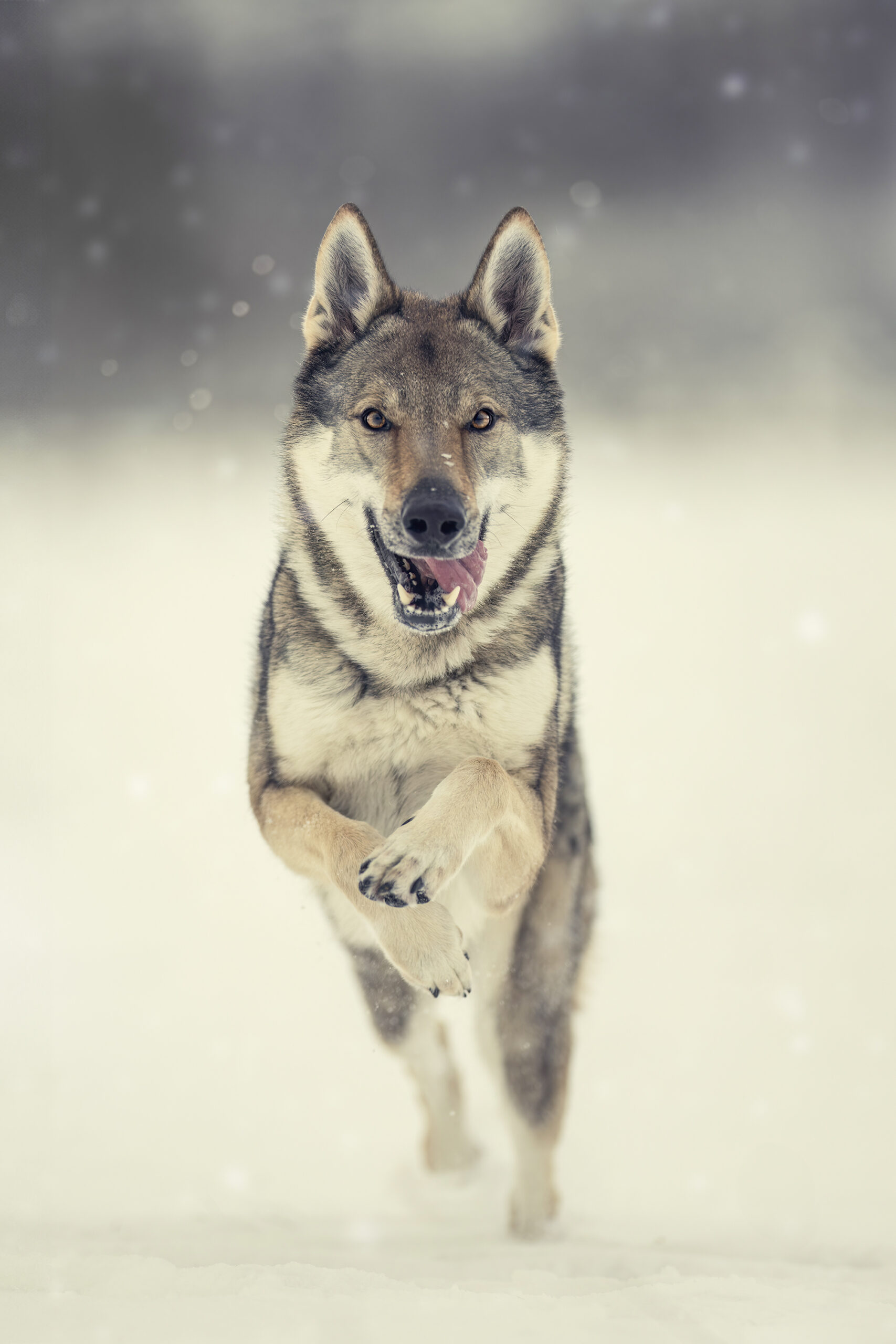 Wolfhund im Schnee