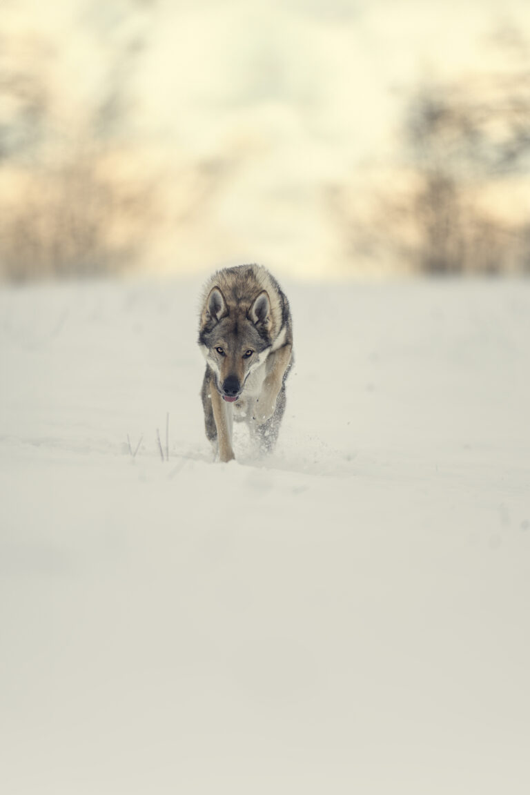 Hund im Schnee