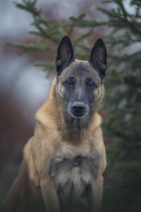 Malinois im Regen