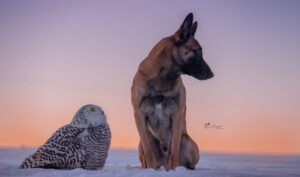 Hund und Schneeeule