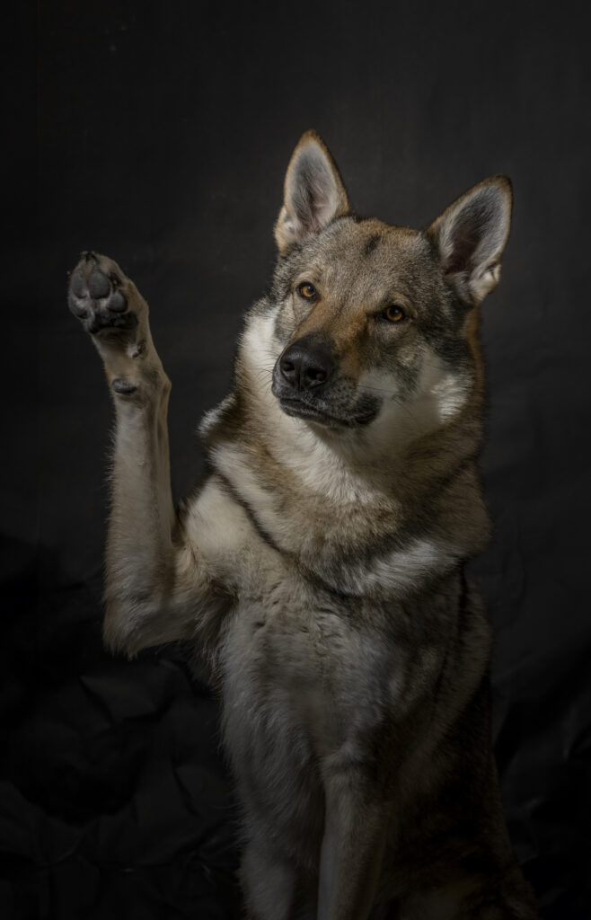 Wolfshund im Studio