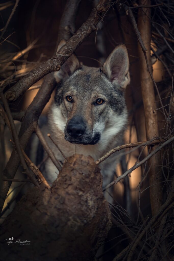 Wolfhund im Wald