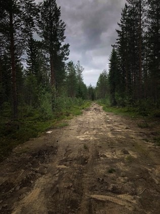 im finnischen Wald