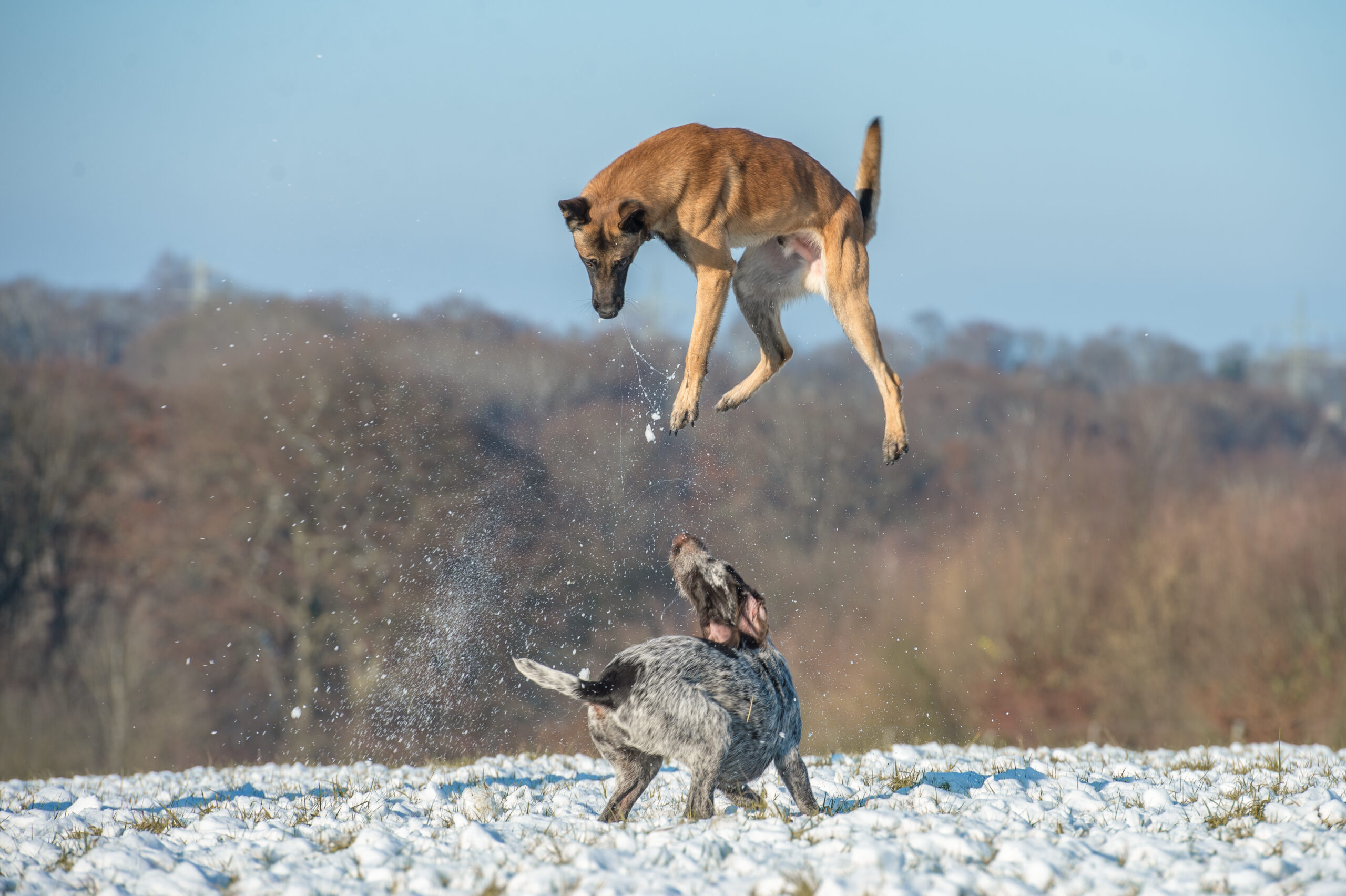 Malinois