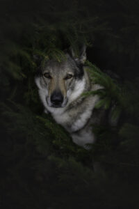 Wolfshund im Wald