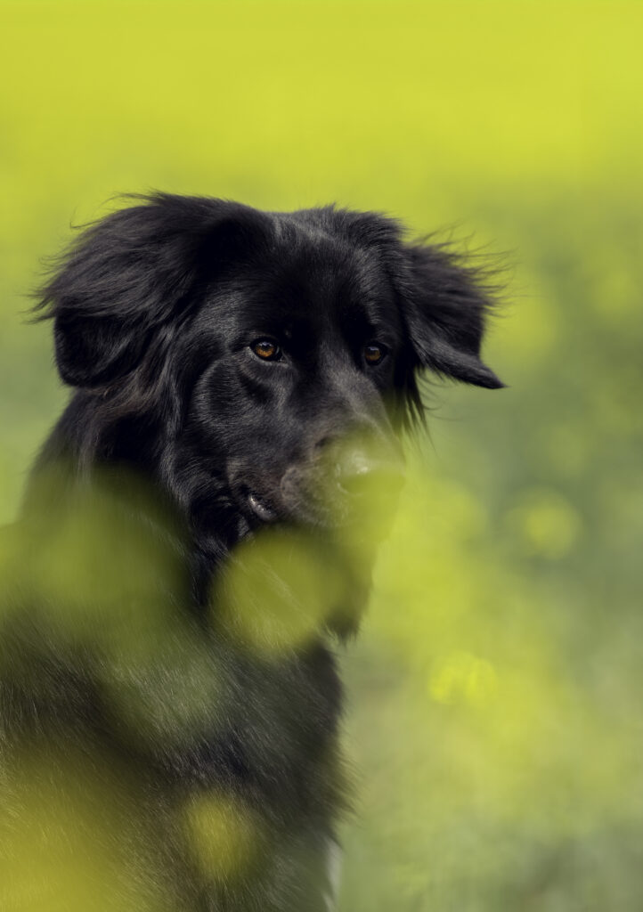 schwarzer Hund im Raps