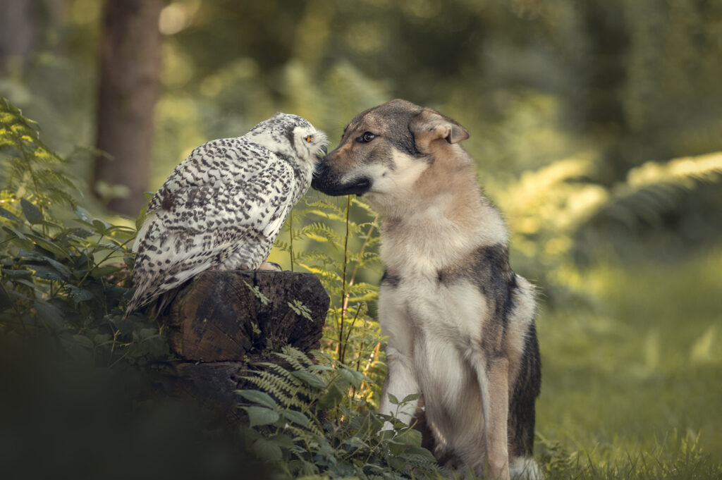 Wolfshund und Schneeeule