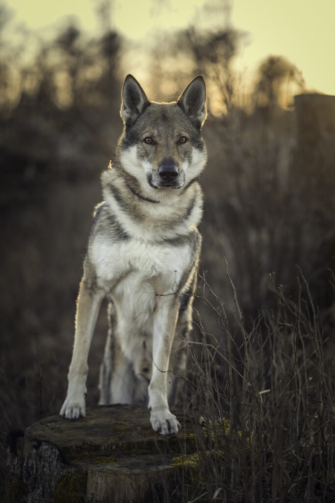 Tschechoslowakischer Wolfshund