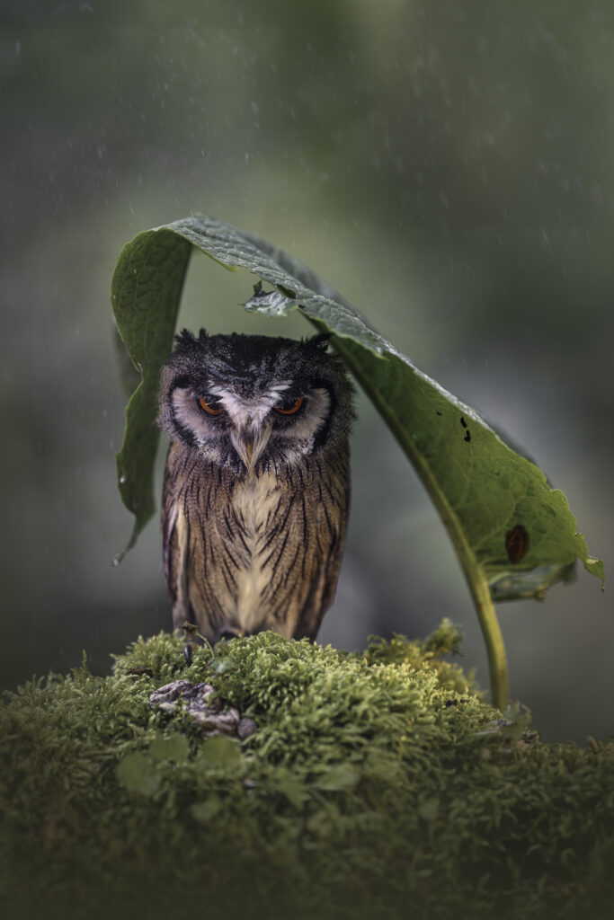 Weissgesichtseule im Regen