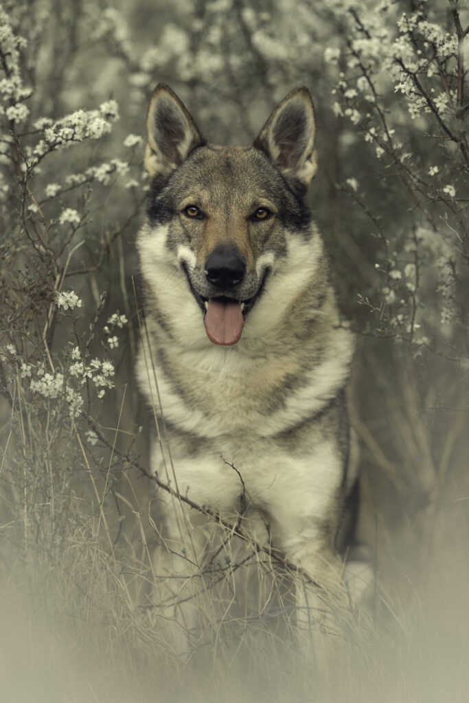 Tschechoslowakischer Wolfshund