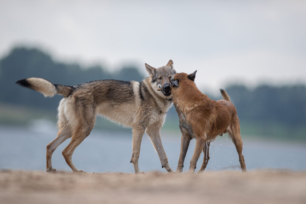 Malinois und Wolfshund