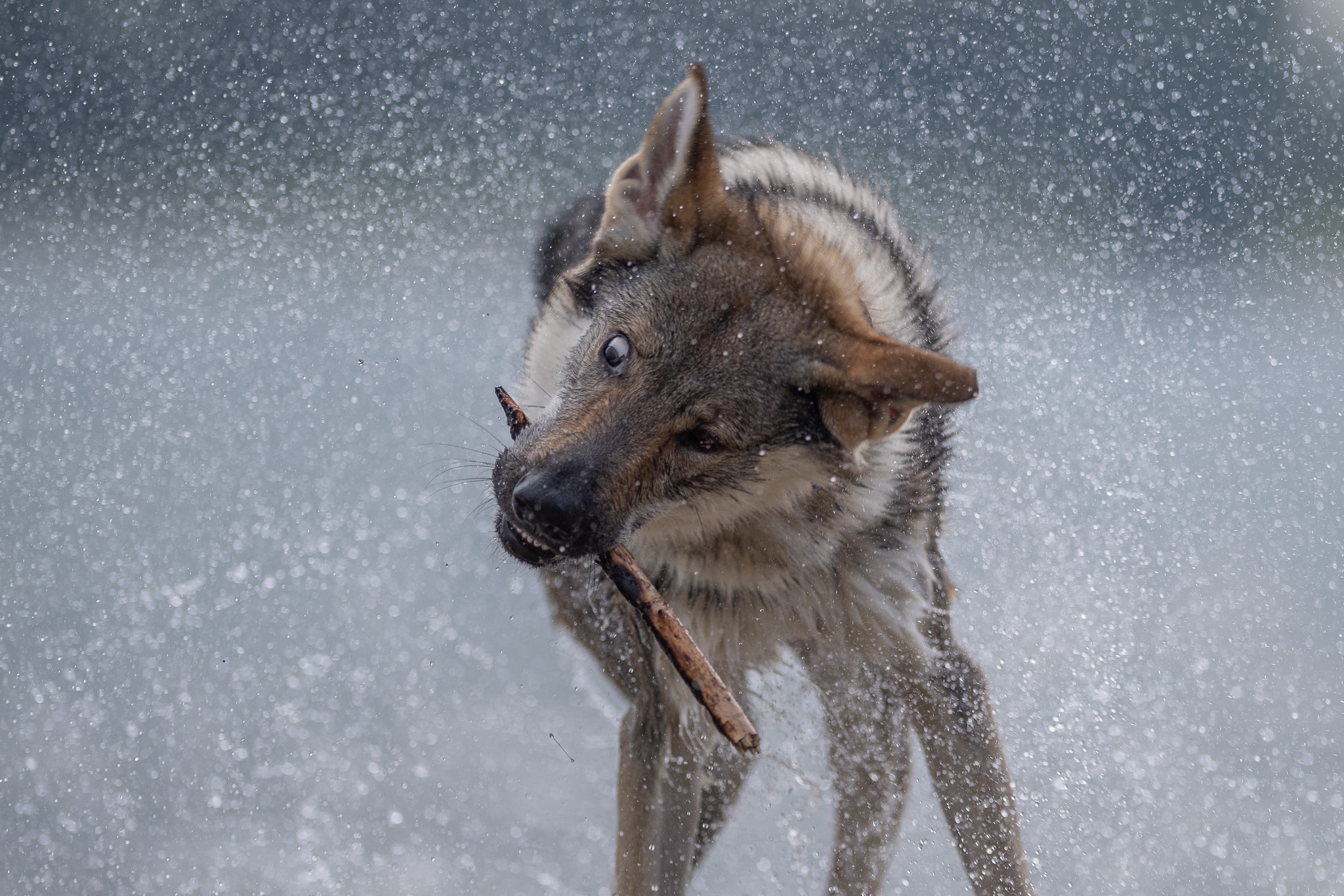 Wolfshund im Wasser