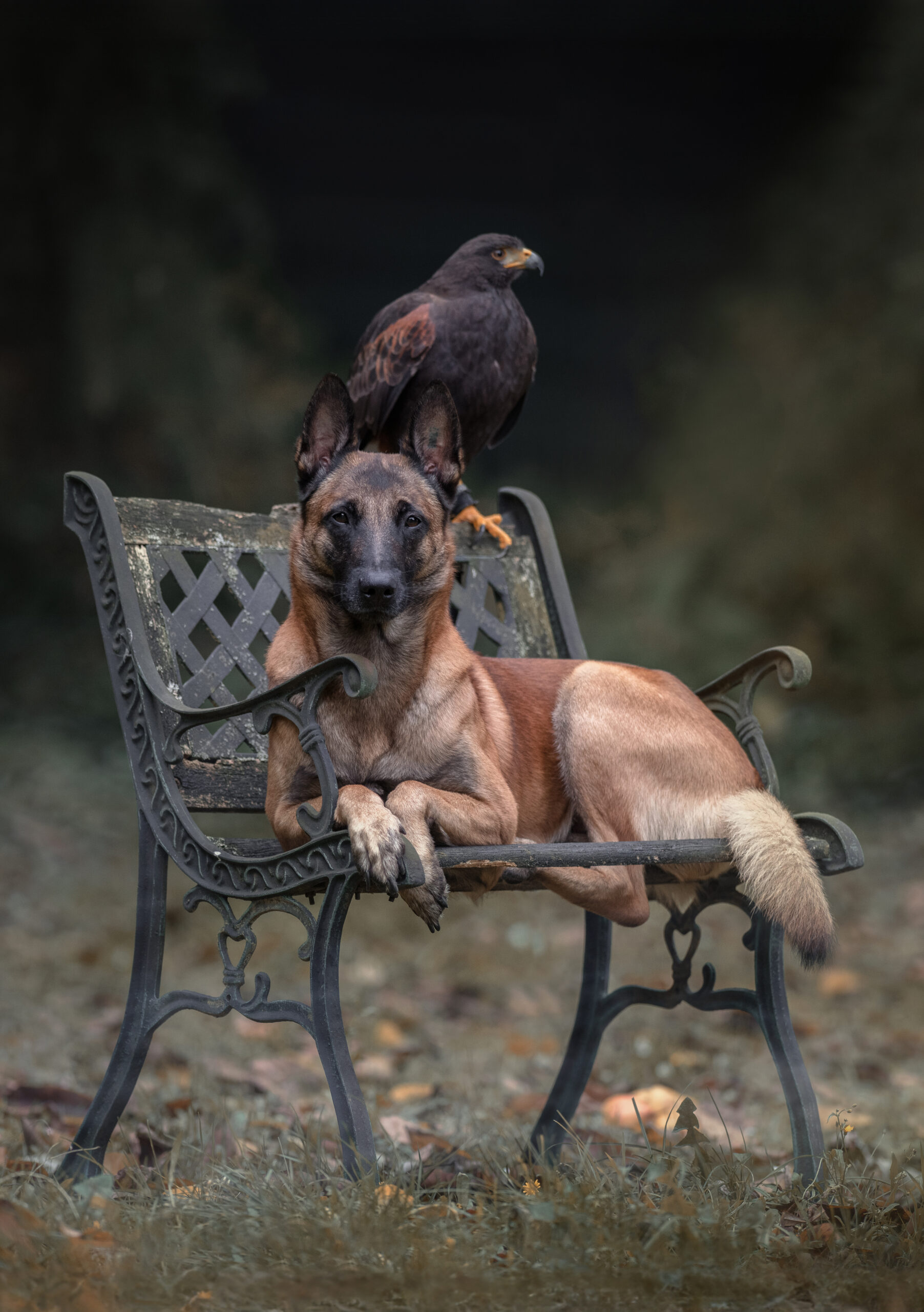 Malinois und Wüstenbussard