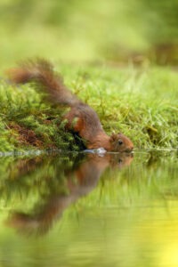 Eichhörnchen geht schwimmen