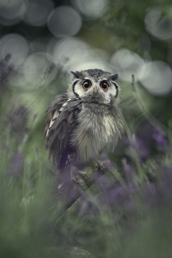 Weissgesichtseule im Lavendel