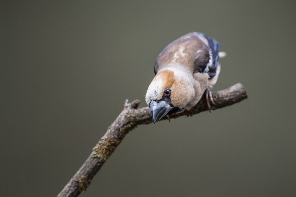 Nikkor 600mm, 4.0