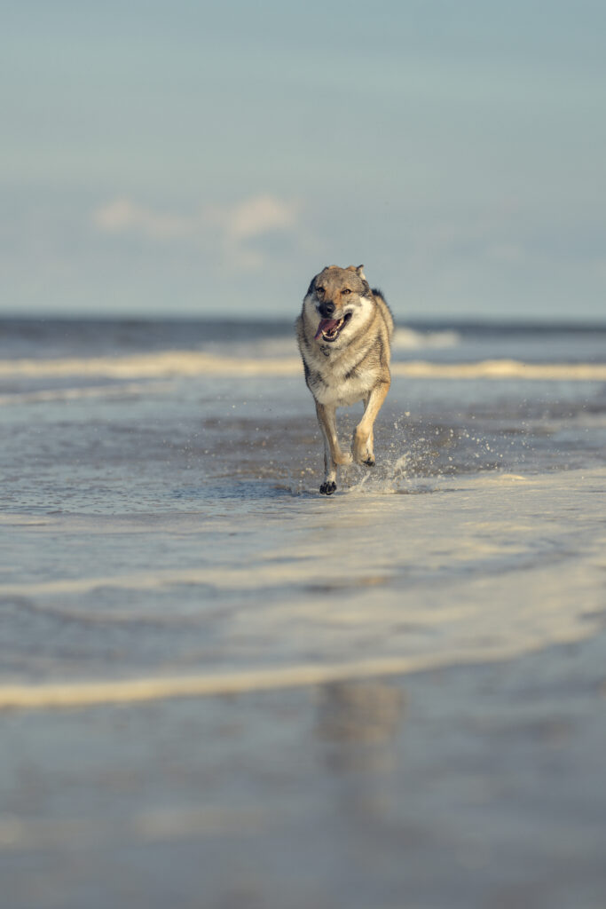 Wolfshund am Strand