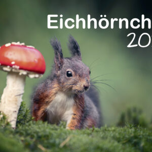 Eichhörnchen 2025