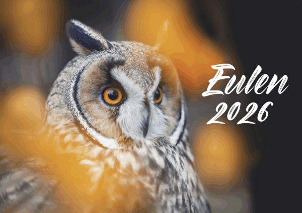 Eulen DIN A3 Querformat – Bild 2