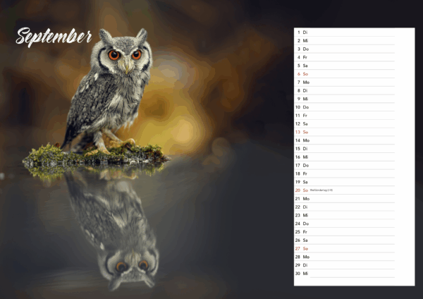 Eulen DIN A3 Querformat – Bild 9