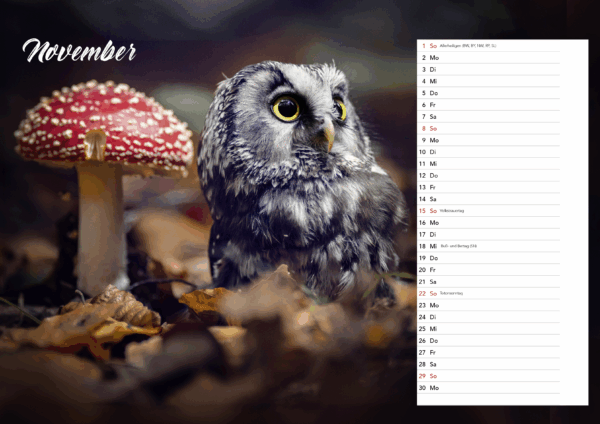 Eulen DIN A3 Querformat – Bild 11