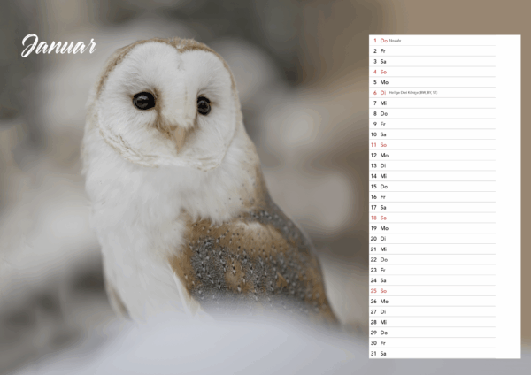 Eulen DIN A3 Querformat – Bild 3