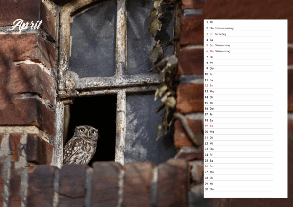 Eulen DIN A3 Querformat – Bild 6