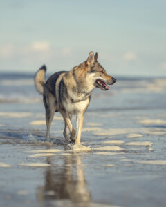 Tschechoslowakischer Wolfshund am Meer