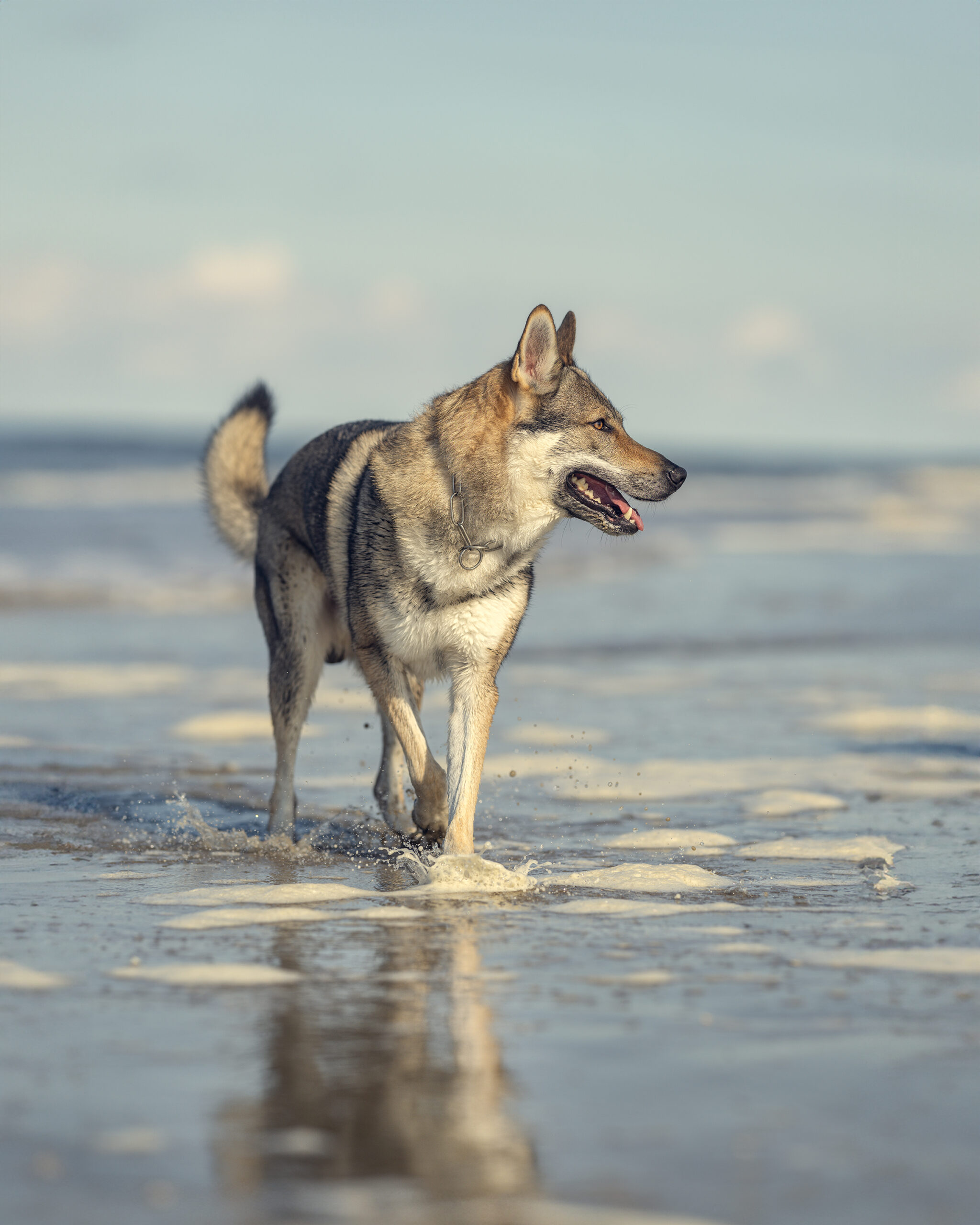 Tschechoslowakischer Wolfshund am Meer