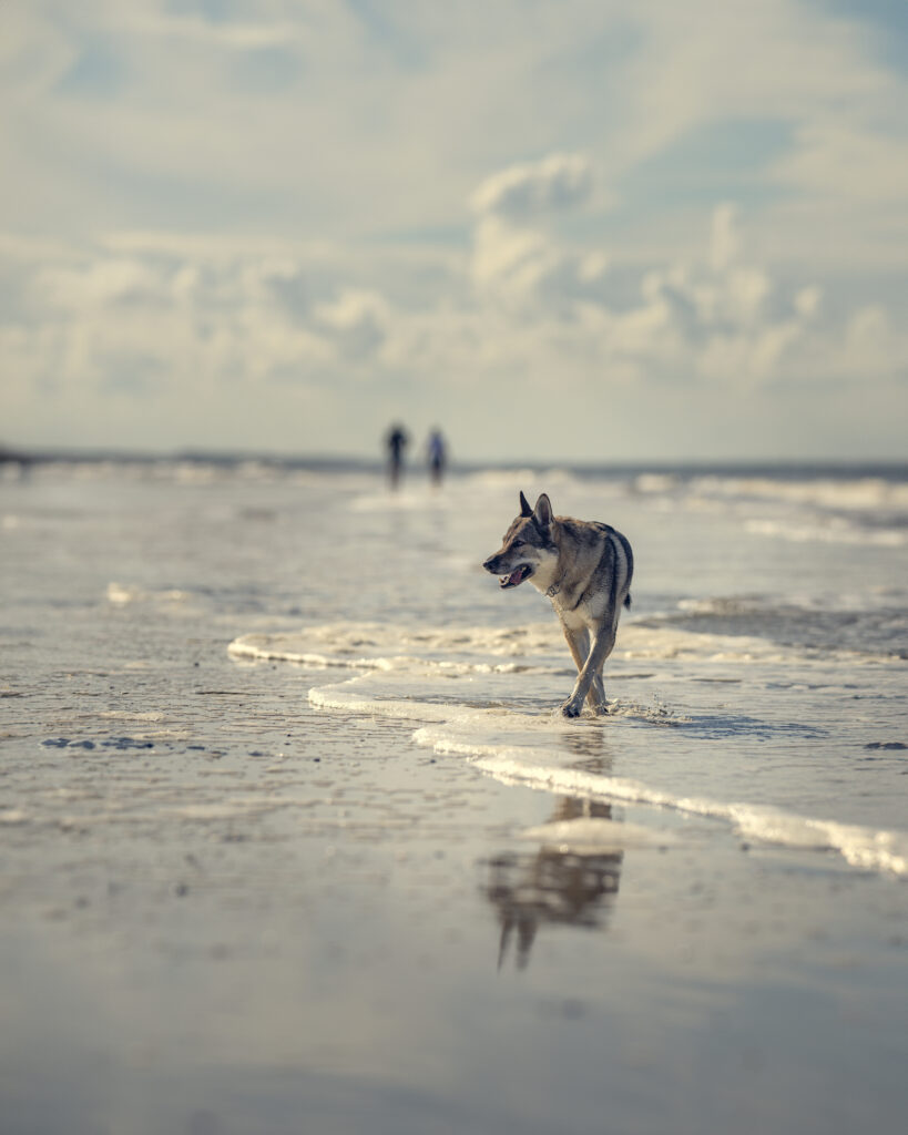 Tschechoslowakischer Wolfshund am Strand