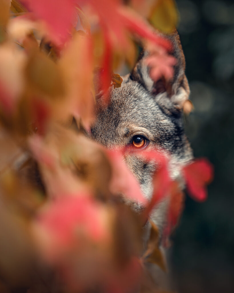 Tschechoslowakischer Wolfshund in rotem Wein