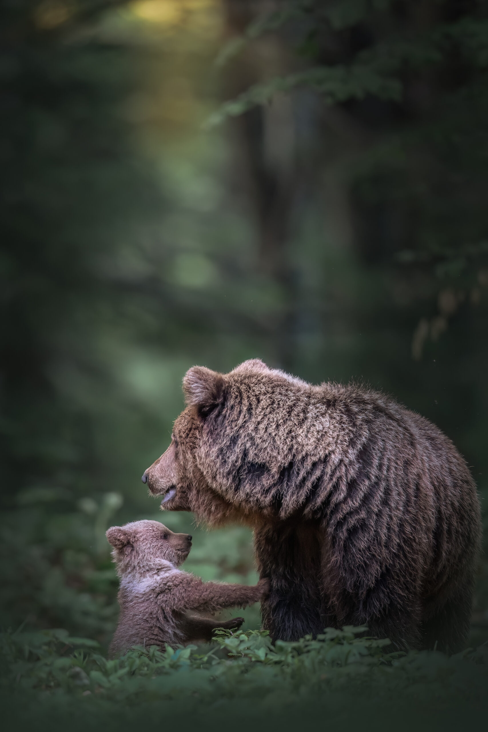 Was ist Wildlife Fotografie?