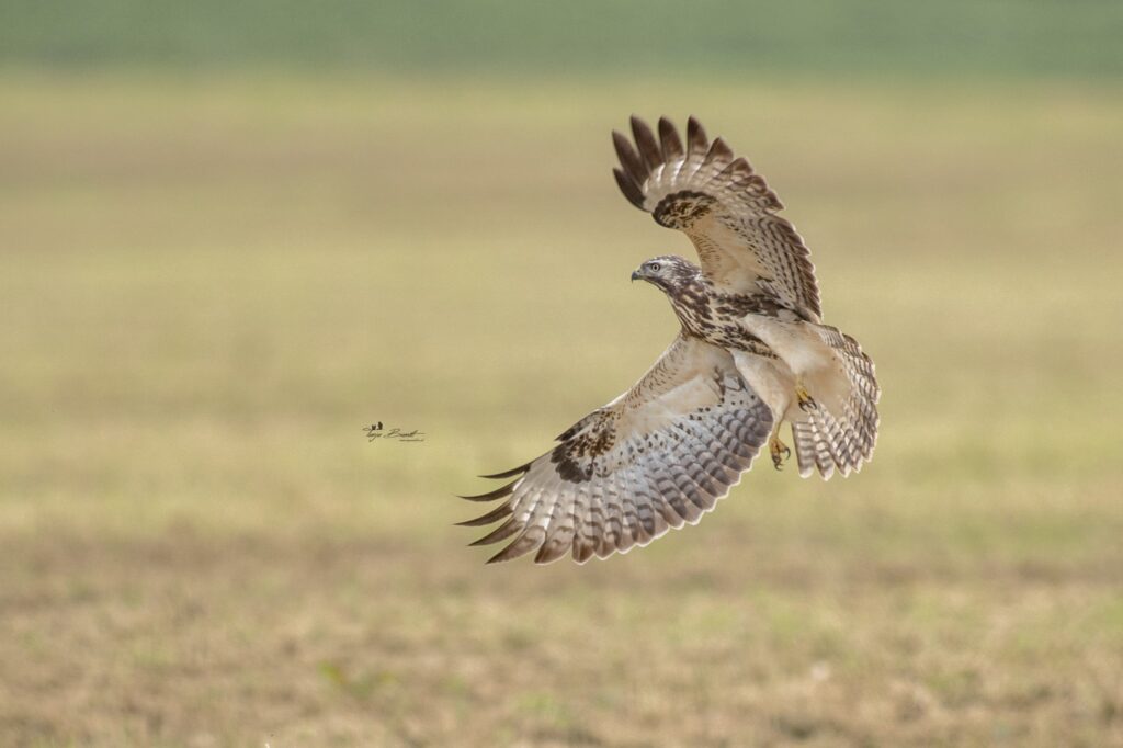 Mäusebussard