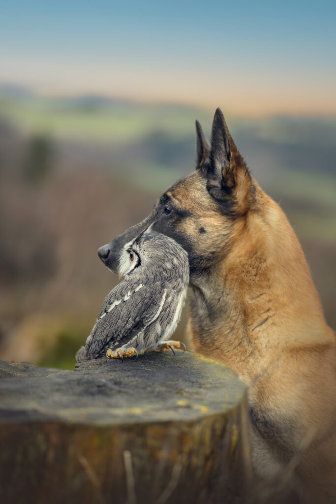 Malinois und Eule, alte Freunde, Hund und Eule zusammen