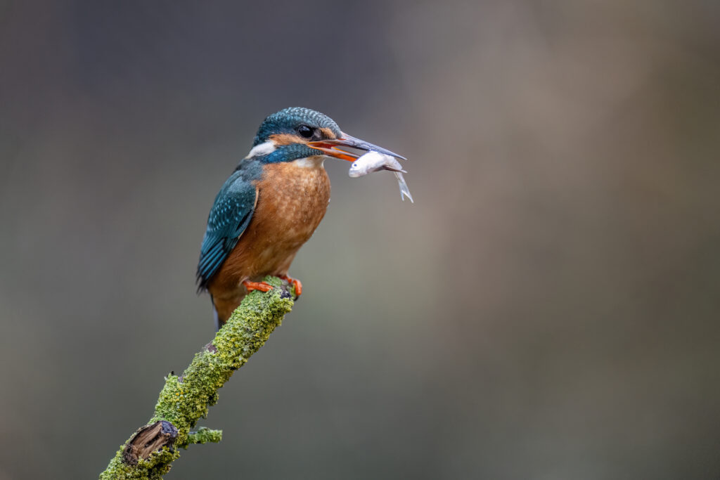 Eisvogel mit Fisch auf seiner Ansitzwarte