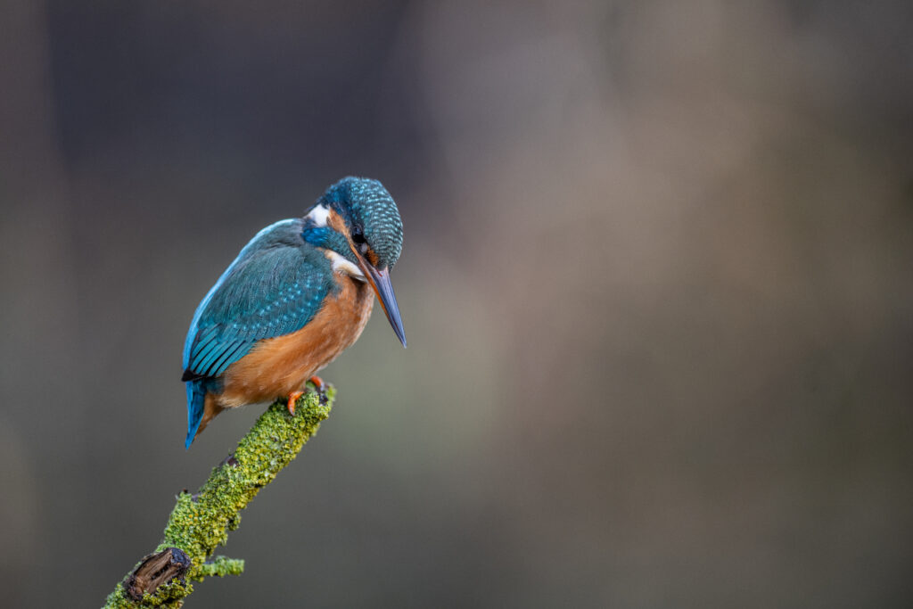 Eisvogel Portrait