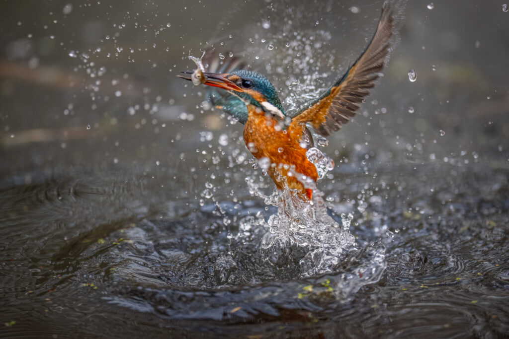 Eisvogel taucht mit offenen Flügeln aus dem Wasser auf