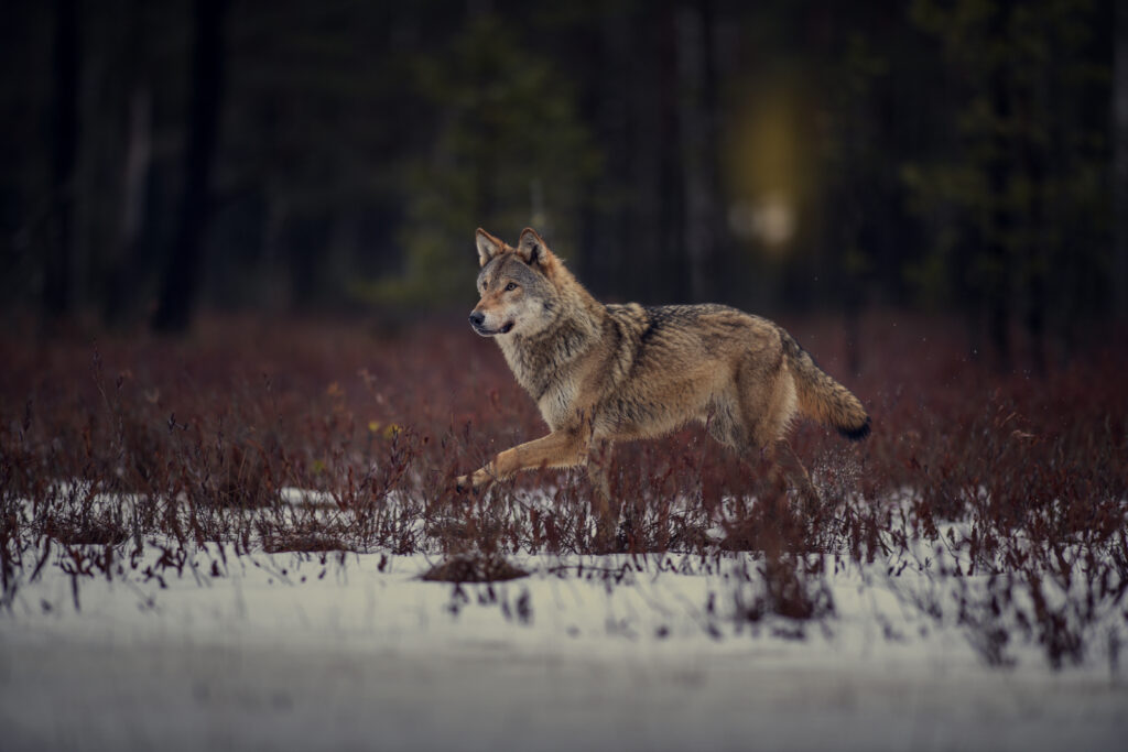 Wolf in Belarus