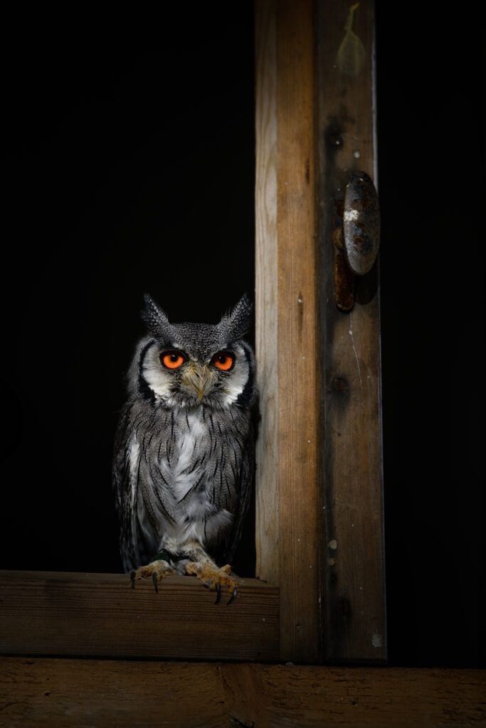 Eule, Weissgesichtseule vor schwarzem Hintergrund in einem Fenster