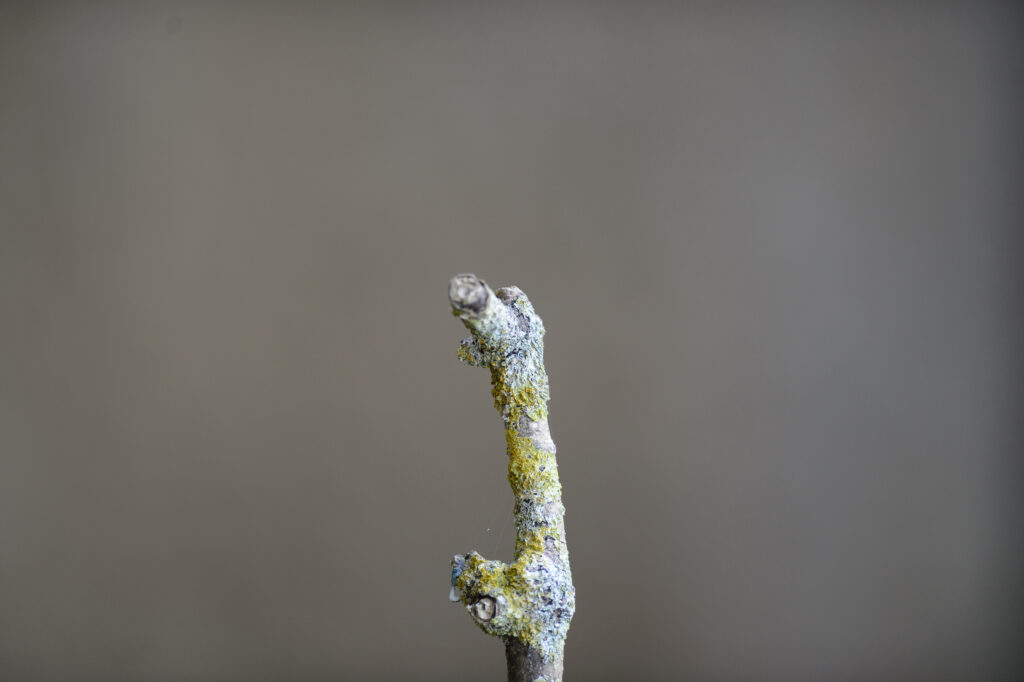 Ansitzast für den Eisvogel