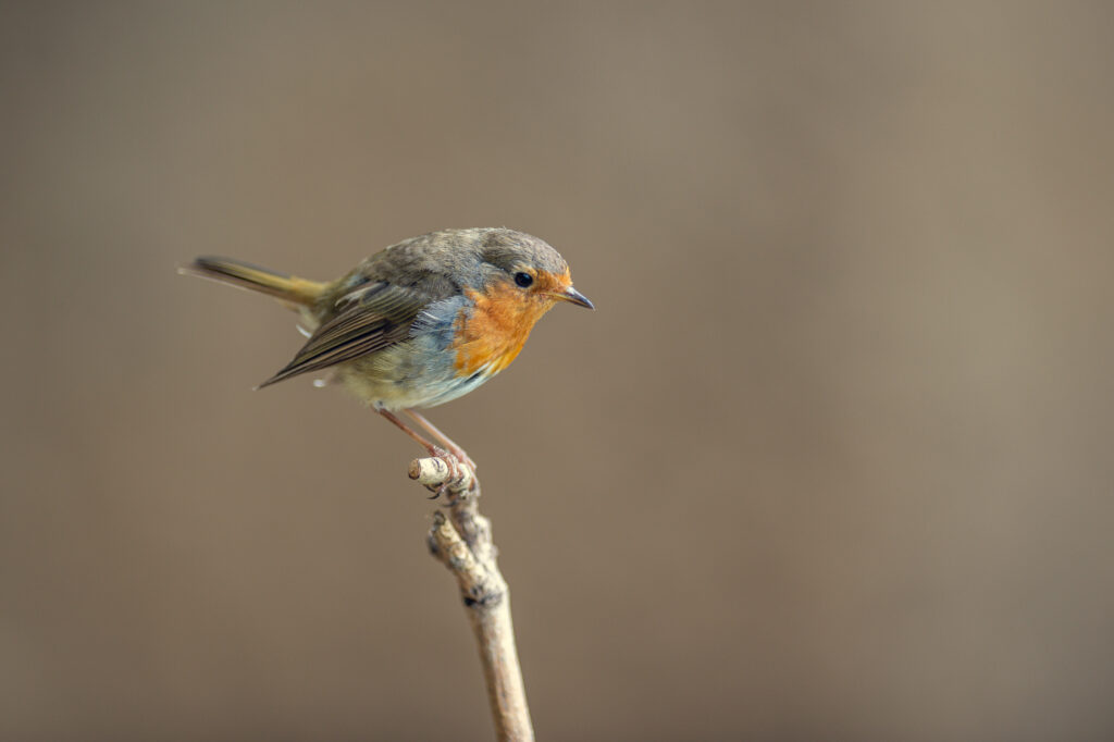 Ein Rotkehlichen nutzt die Gunst der Stunde und lässt sich auf dem Ast nieder, der für den Eisvogel vorgesehen war