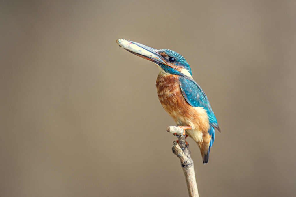 Eisvogel mit Fisch, zum verfüttern an seine Jungen