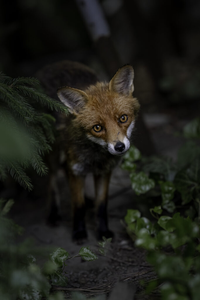 Rotfuchs, Tier des Jahres 2025