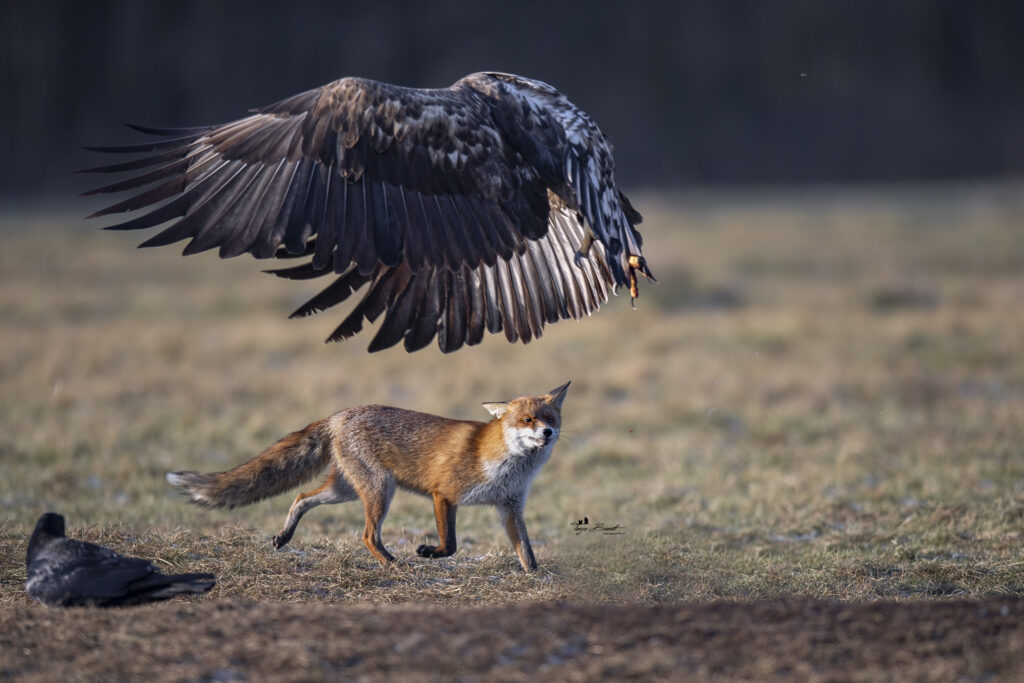 Adler und Fuchs