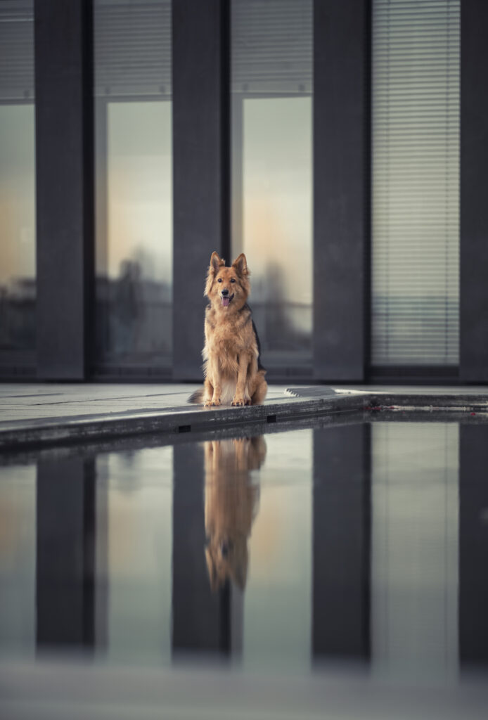 Düsseldorf, Düsseldorf Medienhafen, Hund, Hunde, Hundefotografie, Linien