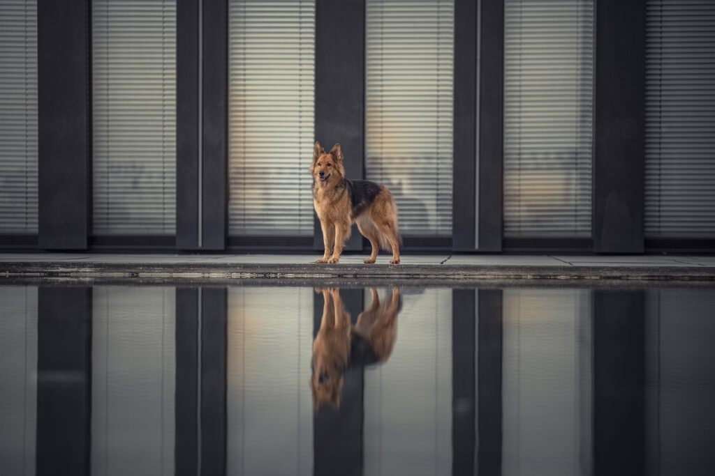 Düsseldorf, Düsseldorf Medienhafen, Hund, Hunde, Hundefotografie, Linien