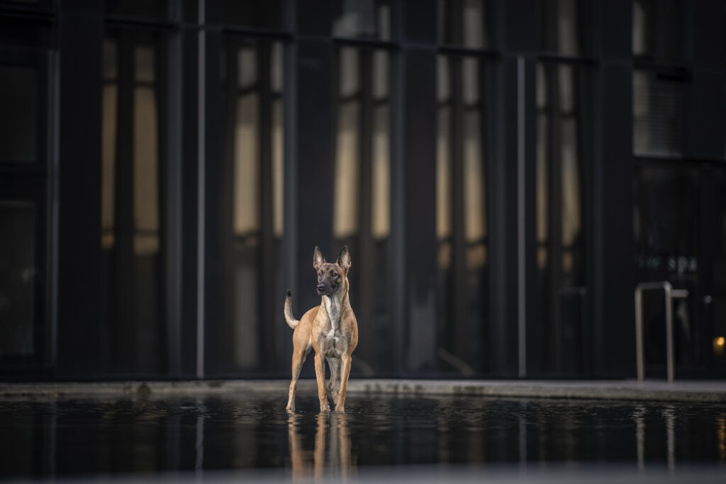 Düsseldorf, Düsseldorf Medienhafen, Hund, Hunde, Hundefotografie, Linien