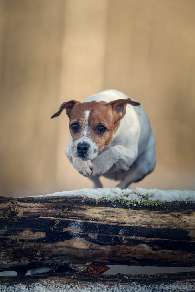 Jack Russel Terrier im Sprung